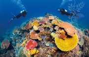 great barrier reef, australia, natural wonder, marine life, fish, snorkle, bucket list