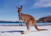 kangaroo, animals, australia, native, 