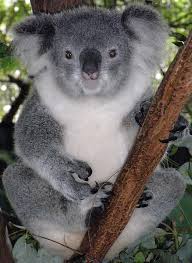 koala bear, koala, australia, bucket list, lynne st. james